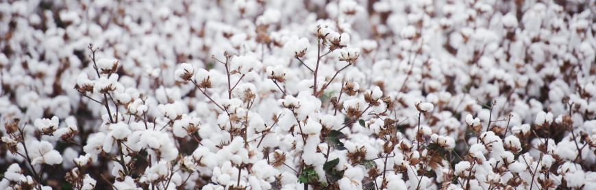 Cotton in a white field