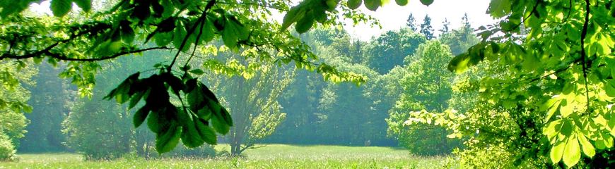 Trees in a field